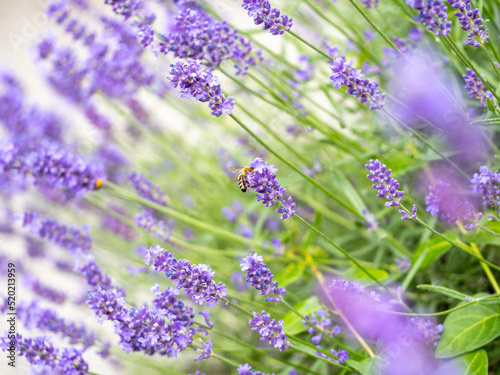 Echter Lavendel  Lavandula angustifolia  Lavendelfelder  Frankreich  Provence 