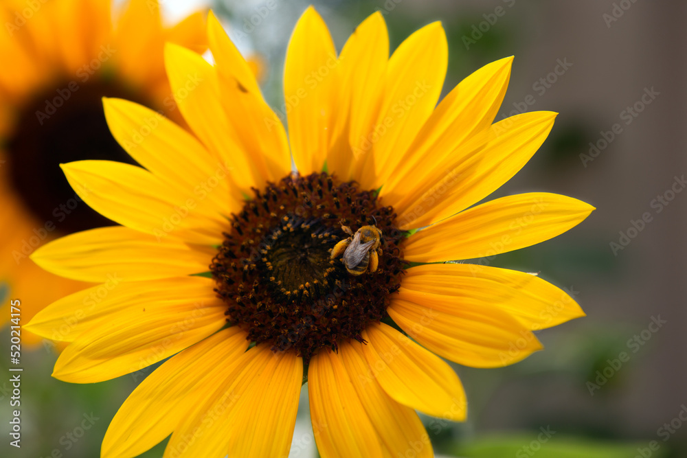 Bumble Bees on Sunflowers in the Garden with Pollen on their Legs Bumble Bees on Sunflowers in the Garden with Pollen on their Legs