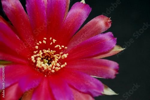 Lobivia hybrid flower pink and red  it plant type of cactus  cacti  stamens the yellow color is Echinopsis found in tropical  close up shot
