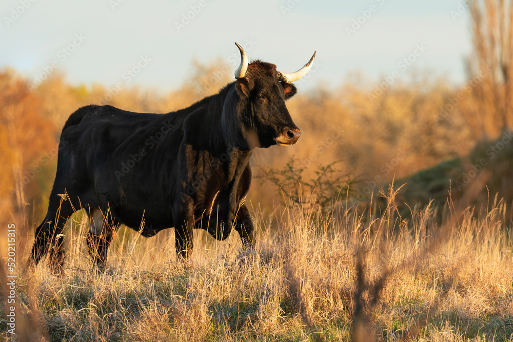 Heck cattle (Bos primigenius f. taurus), bull in a pasture in the early  morning with beautiful green coloured background. Attempt to breed back the  extinct aurochs (Bos primigenius), Czech Republic Stock Photo