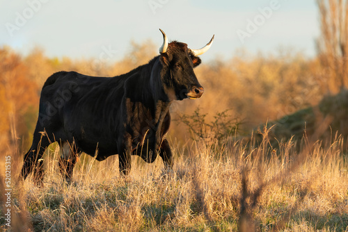 Fototapeta Naklejka Na Ścianę i Meble -  Heck cattle (Bos primigenius f. taurus), bull in a pasture in the early morning with beautiful green coloured background. Attempt to breed back the extinct aurochs (Bos primigenius), Czech Republic