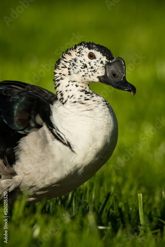 American comb duck (Sarkidiornis sylvicola), with a beautiful green coloured background. A colourful duck with a large beak sitting in the grass. Wildlife scene from nature, Brazil photo