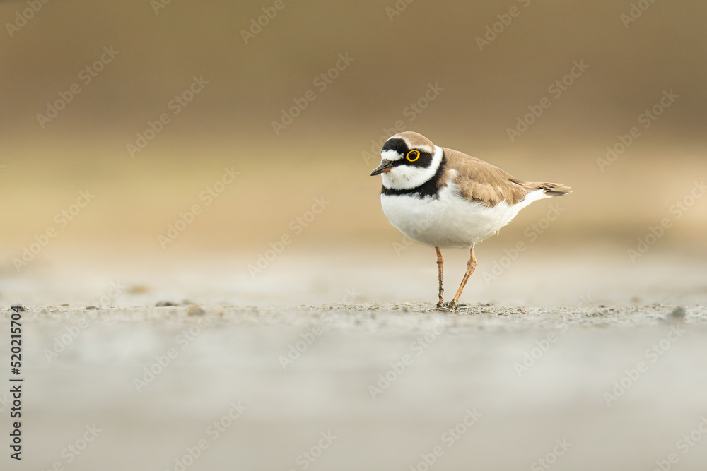 Little ringed plover (Charadrius dubius), with beautiful orange coloured background. Colorful shore bird with brown feather in the lake. Wildlife scene from nature, Czech Republic Little ringed plover (Charadrius dubius), with beautiful orange coloured background. Colorful shore bird with brown feather in the lake. Wildlife scene from nature, Czech Republic
