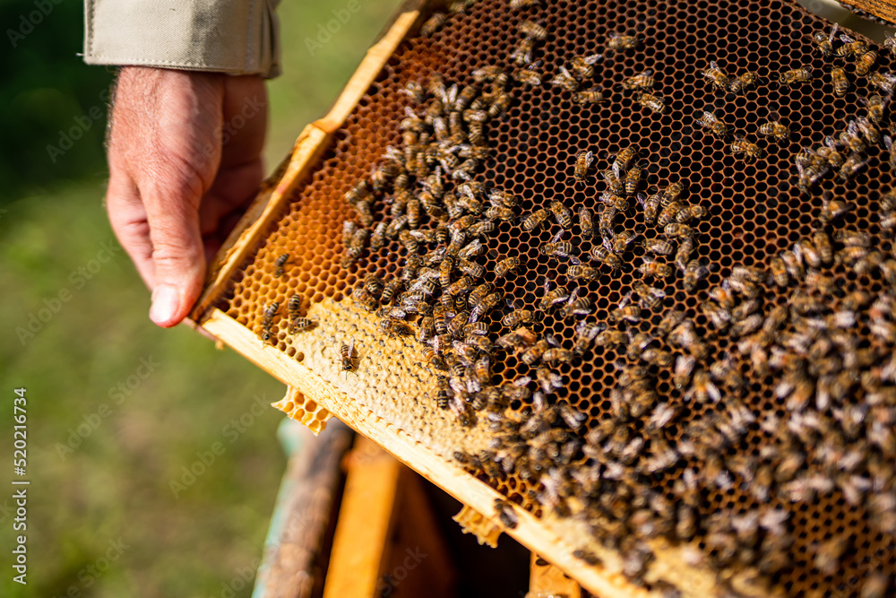 Hands of beekeeper showing a wooden frame with insects. Beeswax honeycomb apiary. Hands of beekeeper showing a wooden frame with insects. Beeswax honeycomb apiary.