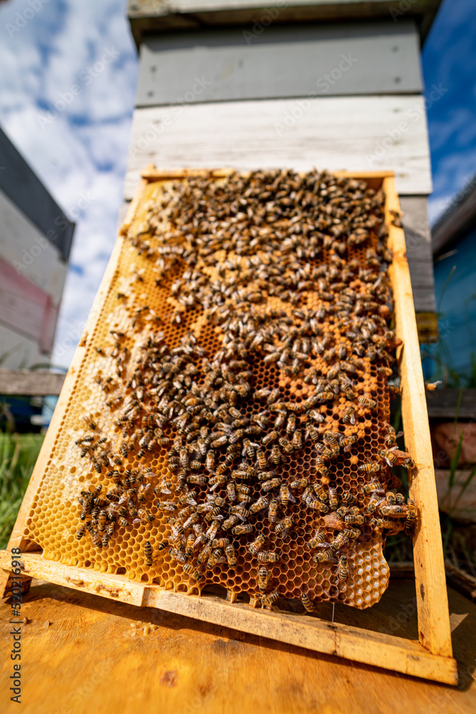 Wooden beeswax apiary. Close up view of beekeeping insects. Wooden beeswax apiary. Close up view of beekeeping insects.