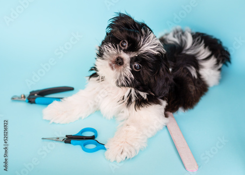 A Shih Tzu dog gets a haircut in a pet grooming salon. Close-up of a dog. the dog has a haircut. comb your hair. Blue background. groomer concept.