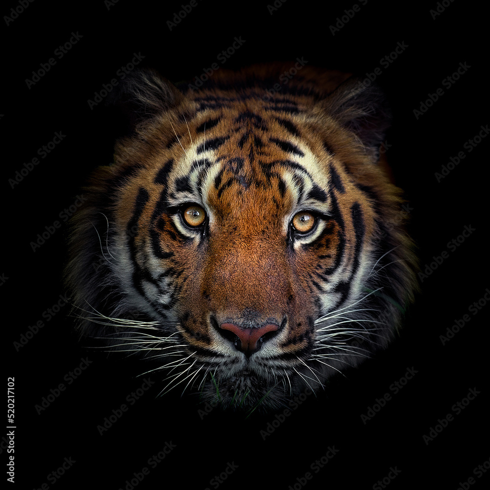 Malayan tiger (Panthera tigris tigris), with a beautiful dark background. Colourful endangered animal with orange hair sitting on the ground in the forest. Wildlife scene from nature, Malaysia