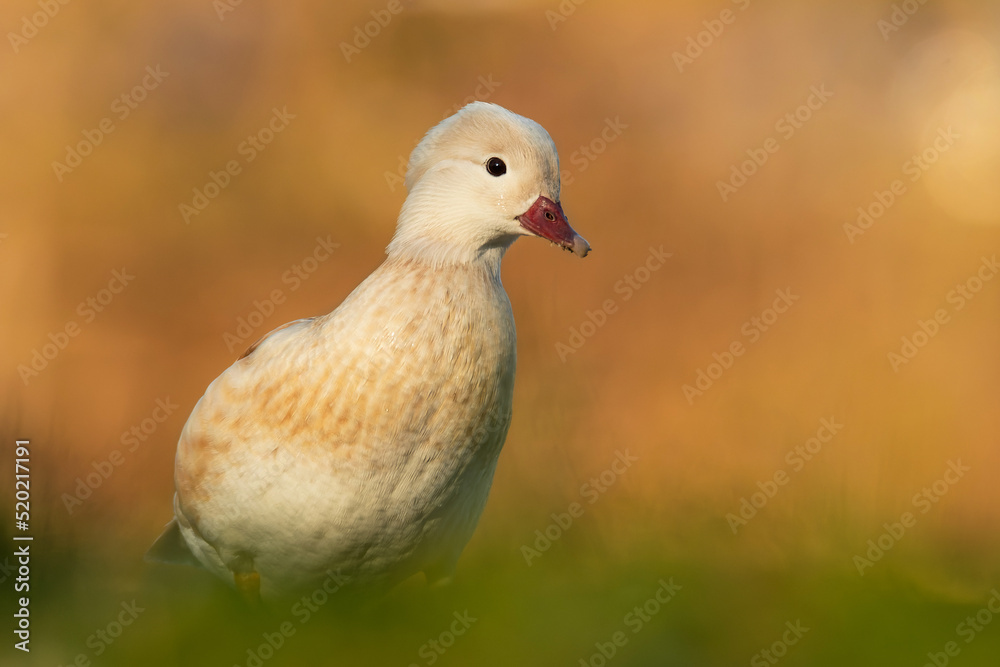Mandarin duck (Aix galericulata) white morph, with a beautiful yellow coloured water surface. Beautiful white duck from the river in the morning mist. Wildlife scene from nature, Czech Republic Mandarin duck (Aix galericulata) white morph, with a beautiful yellow coloured water surface. Beautiful white duck from the river in the morning mist. Wildlife scene from nature, Czech Republic