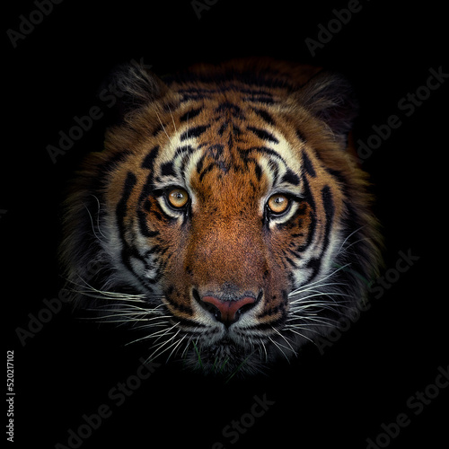 Malayan tiger (Panthera tigris tigris), with a beautiful dark background. Colourful endangered animal with orange hair sitting on the ground in the forest. Wildlife scene from nature, Malaysia © Simon Vasut