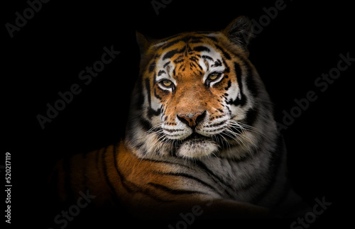 Malayan tiger  Panthera tigris tigris   with a beautiful dark background. Colourful endangered animal with orange hair sitting on the ground in the forest. Wildlife scene from nature  Malaysia