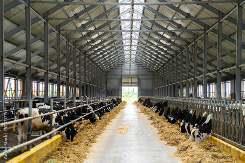 Rural barn cow farming milk. Milk production hangar.