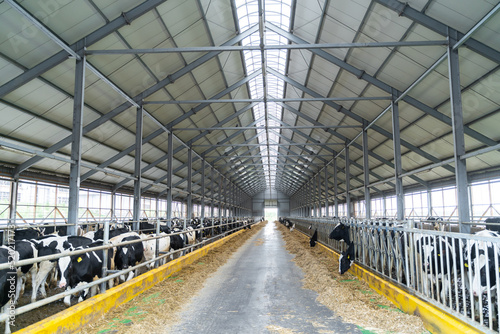 Milk production hangar. Rural barn cow farming milk.
