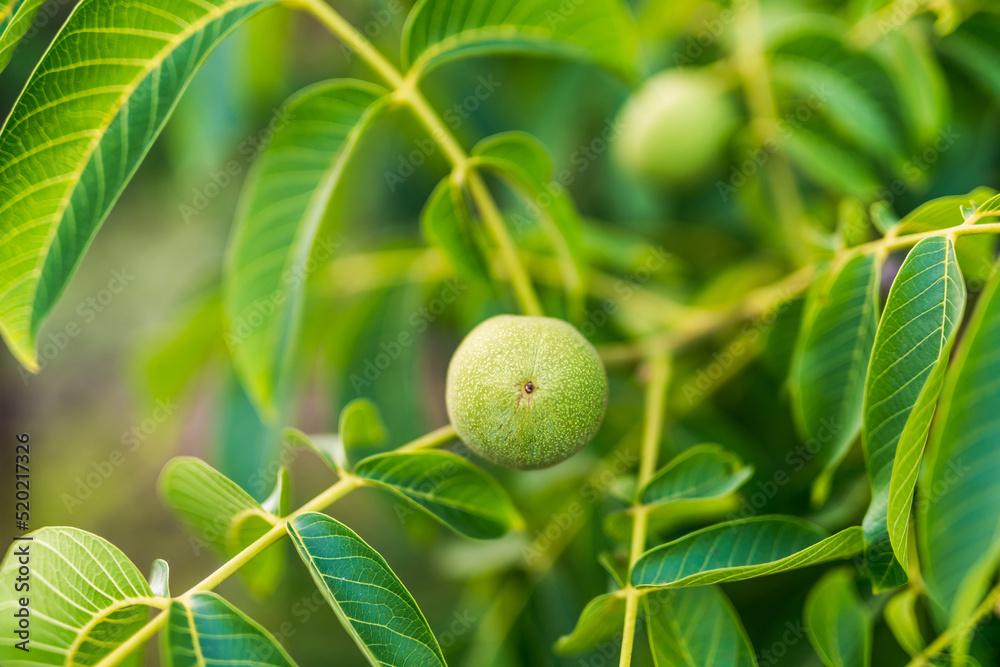 Green fruit with leaves close up view. Garden tiny green fresh balls.