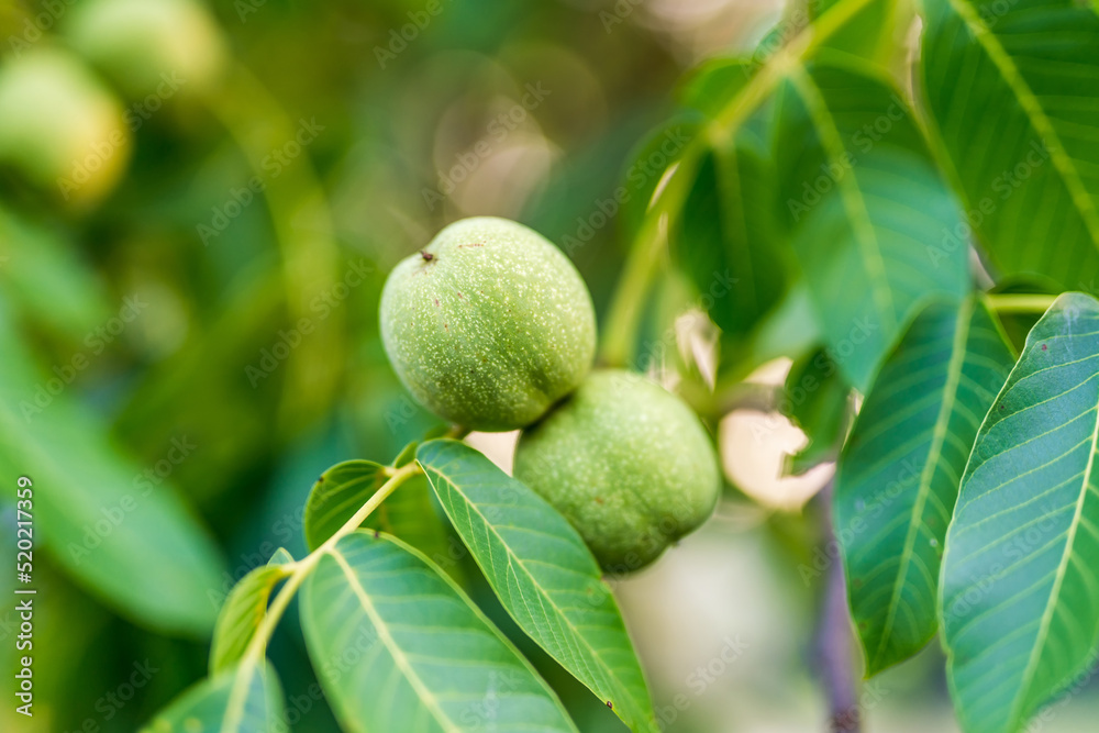 Fototapeta premium Agricultural fresh garden background. Close up view of green fruits on tree.