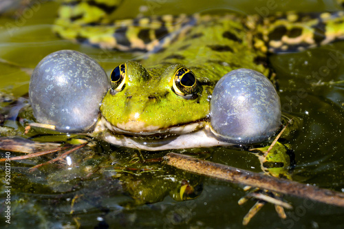 green frog - pelophylax lessonae - croak photo