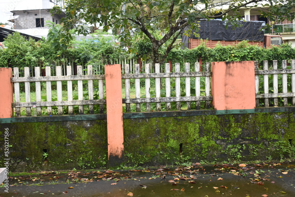 Boundary wall of a part with green algae Boundary wall of a part with green algae