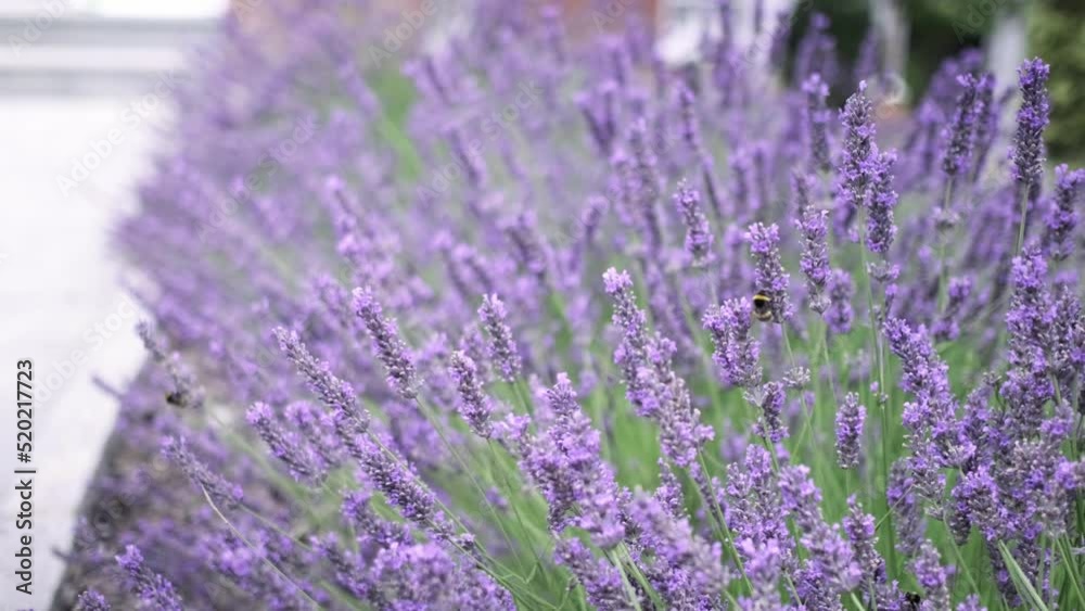 Flying bumble-bee gathering pollen from lavender blossoms. Close up Slow Motion. Beautiful Blooming Lavender Flowers swaying in wind. Provence, South France, Europe. Calm Cinematic Nature Background Flying bumble-bee gathering pollen from lavender blossoms. Close up Slow Motion. Beautiful Blooming Lavender Flowers swaying in wind. Provence, South France, Europe. Calm Cinematic Nature Background