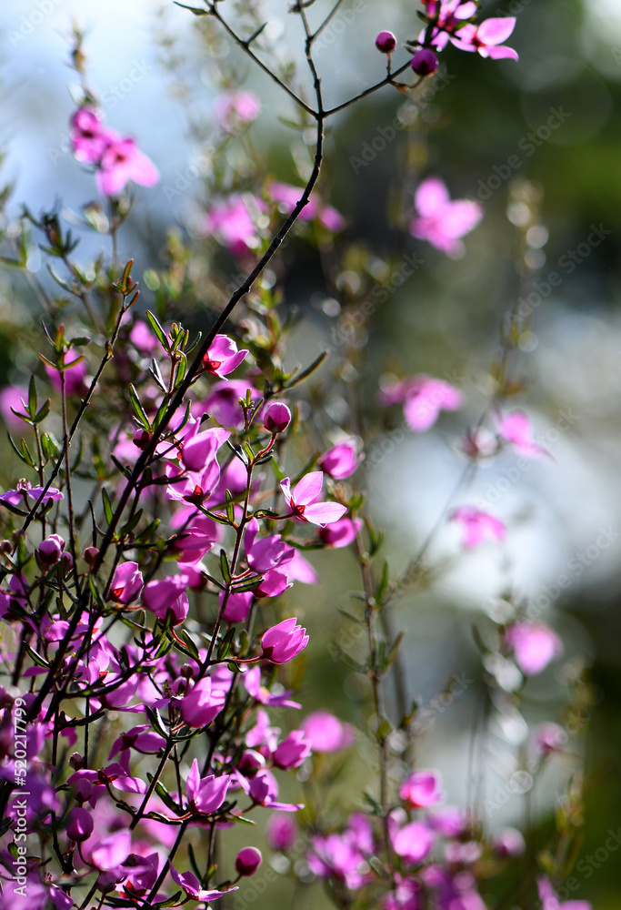 Beautiful backlit pink flowers of the Australian native Boronia ledifolia, family Rutaceae, growing in Sydney sclerophyll forest. Winter to spring flowering. Beautiful backlit pink flowers of the Australian native Boronia ledifolia, family Rutaceae, growing in Sydney sclerophyll forest. Winter to spring flowering.