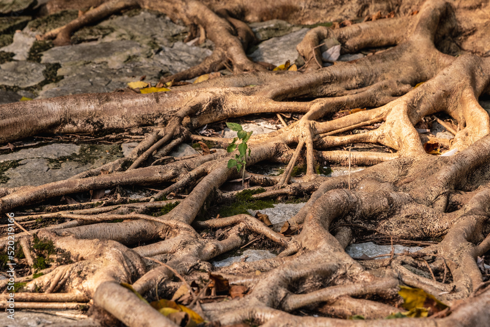tree roots in the forest and sapling tree roots in the forest and sapling