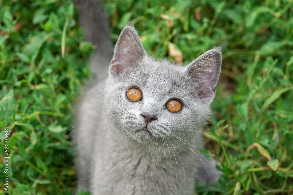 little Cute grey fluffy kitten outdoors. kitten first steps.... little Cute grey fluffy kitten outdoors. kitten first steps....