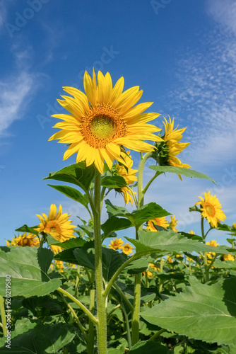 Beautiful landscape with sunflower field over blue sky. Nature concept..
