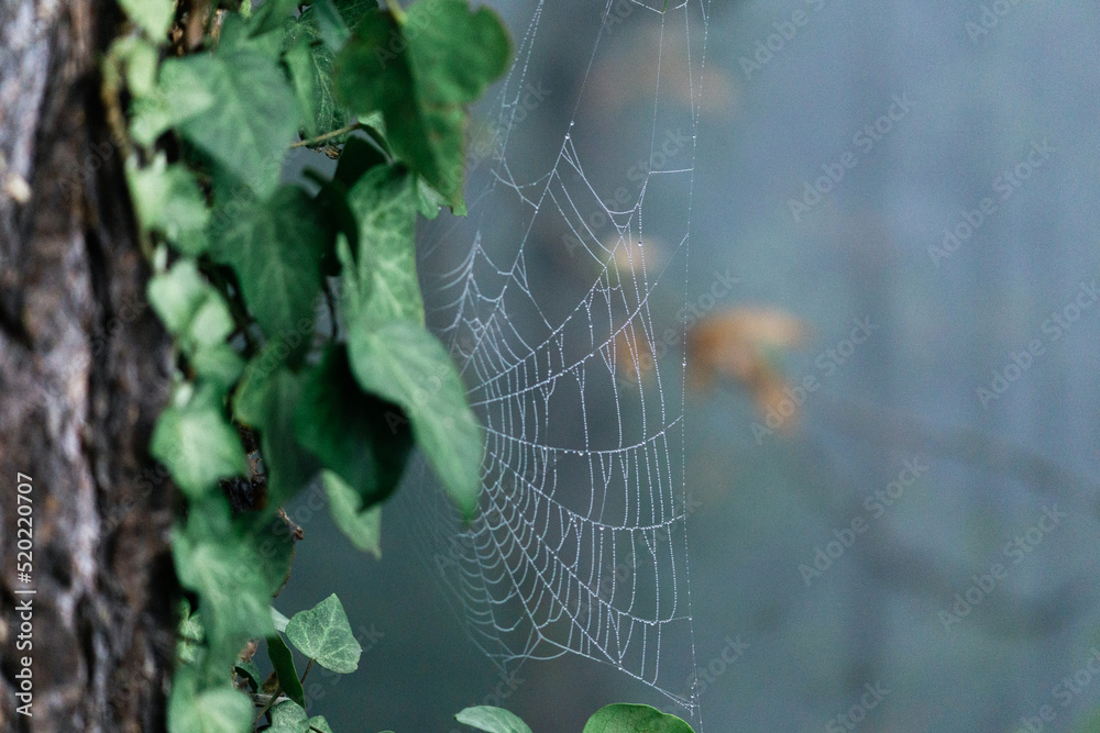 close up spider web on a tree with ivy and blurred background