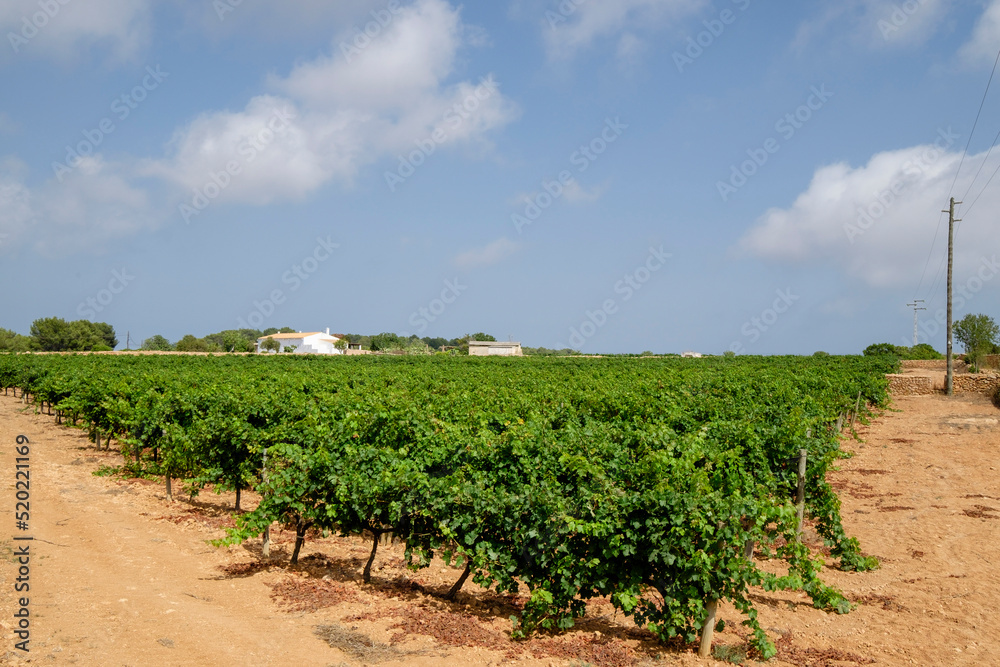 viñas Terramoll, La Mola, Formentera, balearic islands, Spain
