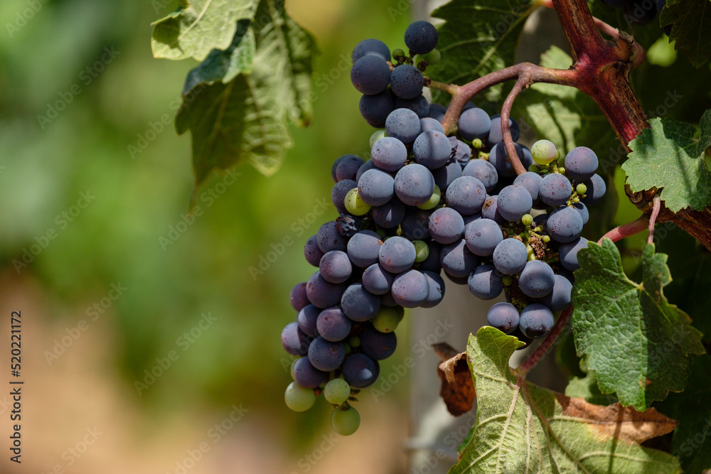 viñas Terramoll, La Mola, Formentera, balearic islands, Spain