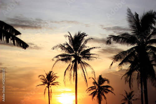 Coconut trees with a nice sunset background.