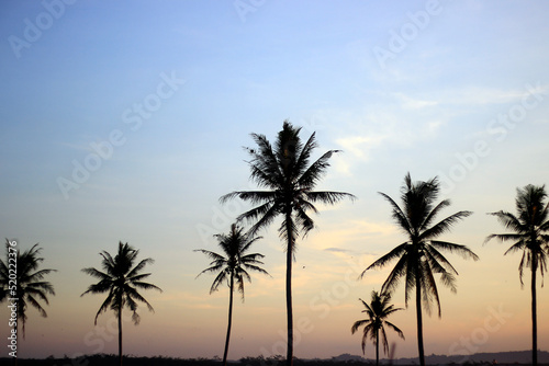 Coconut trees with a nice sunset background. © Bayu