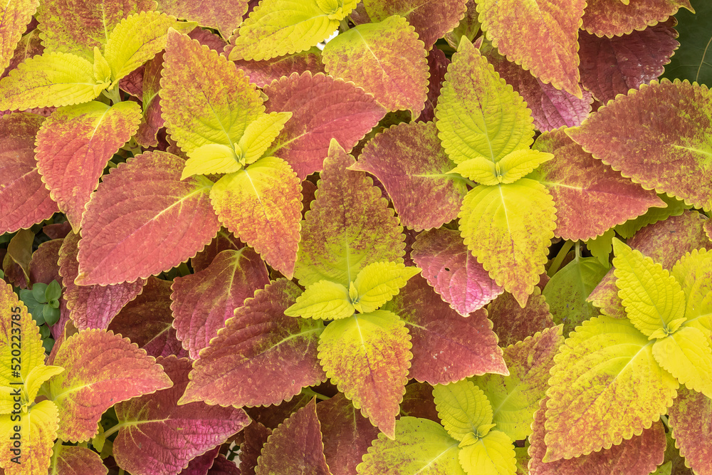 Closeup of red and yellow leaves Closeup of red and yellow leaves