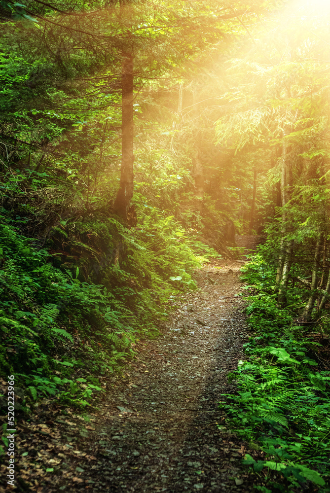 Fototapeta premium Summer green forest