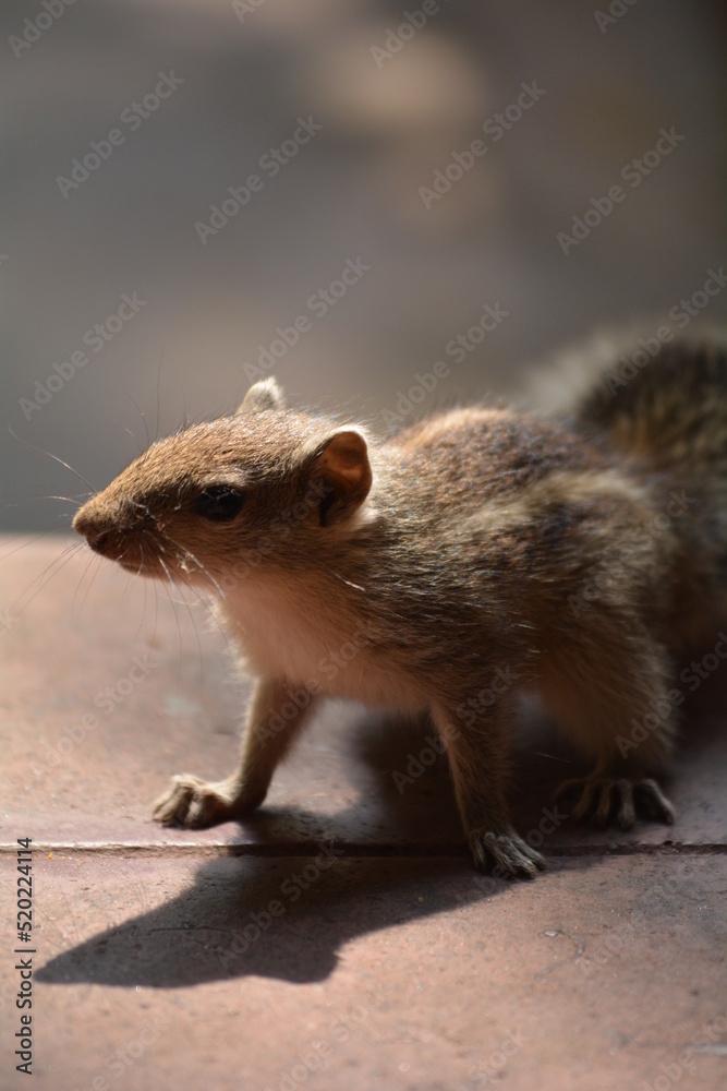 Close up shot of squirrel Close up shot of squirrel