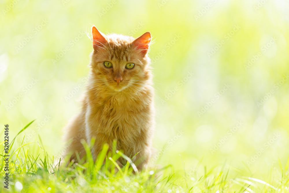Fluffy red cat sitting on the grass Fluffy red cat sitting on the grass