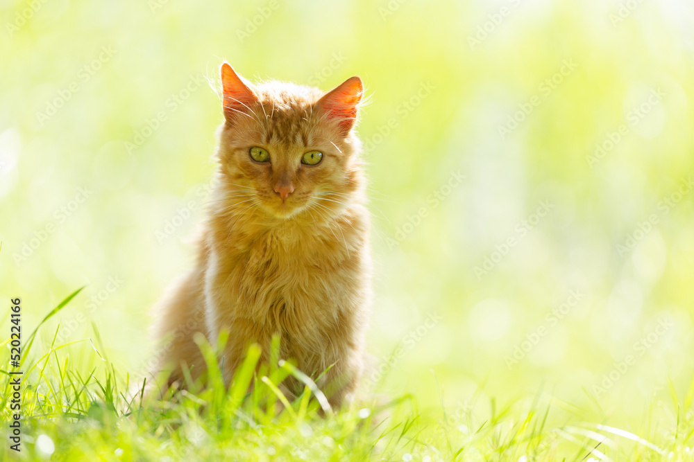 Fluffy red cat sitting on the grass