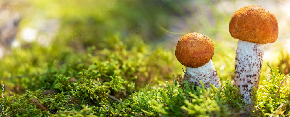 edible mushrooms in a forest on green background - obrazy, fototapety, plakaty 