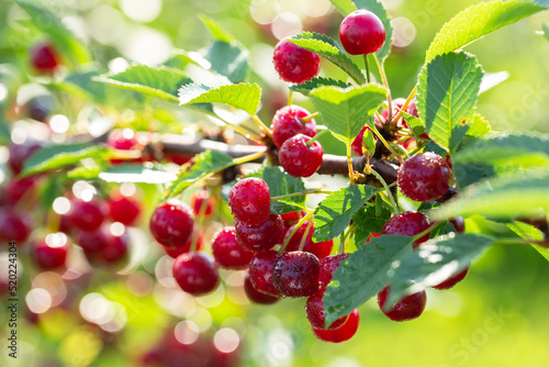 Branch of ripe cherries on a tree in a garden
