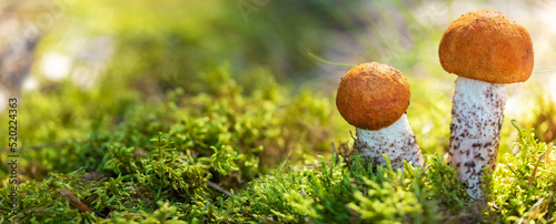 Fotografia edible mushrooms in a forest on green background