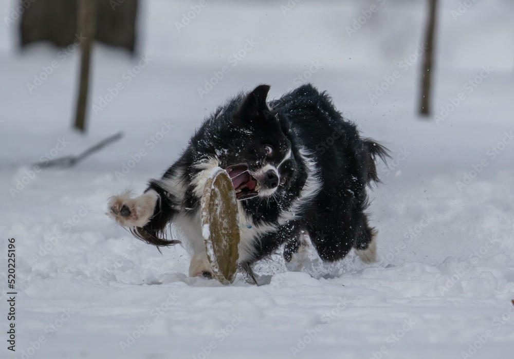 A dog plays with a disc in the snow