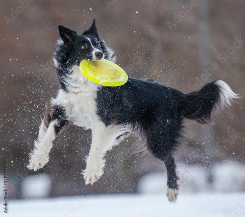 A dog plays with a disc in the snow