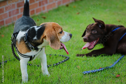 Beagles and Labrador dogs walk in an outdoor park..Cute Beagles and Labrador puppies playing on green grass.