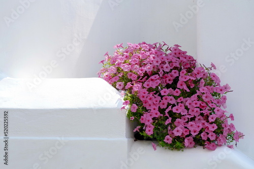 Fototapeta Naklejka Na Ścianę i Meble -  Pale pink ampelous petunia. Decorative light pink surfinia against a white wall in sunlight