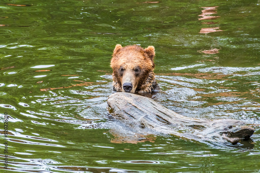 A view of an Alaskan brown bear playing with a log in the waters of Disenchartment Bay close to the Hubbard Glacier in Alaska in summertime