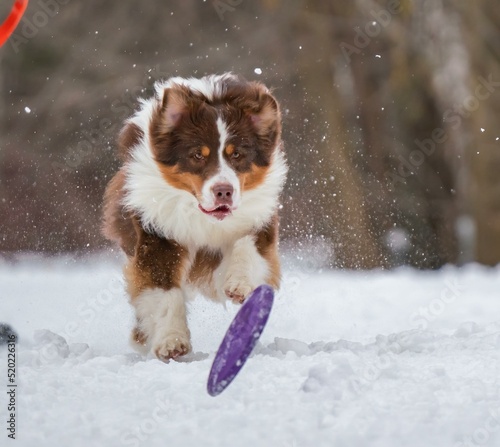 A dog plays with a disc in the snow © kotopalych