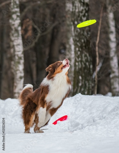 A dog plays with a disc in the snow © kotopalych