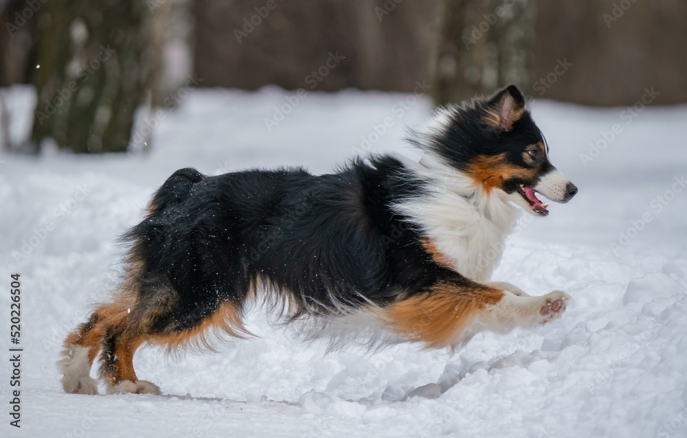 A dog plays with a disc in the snow
