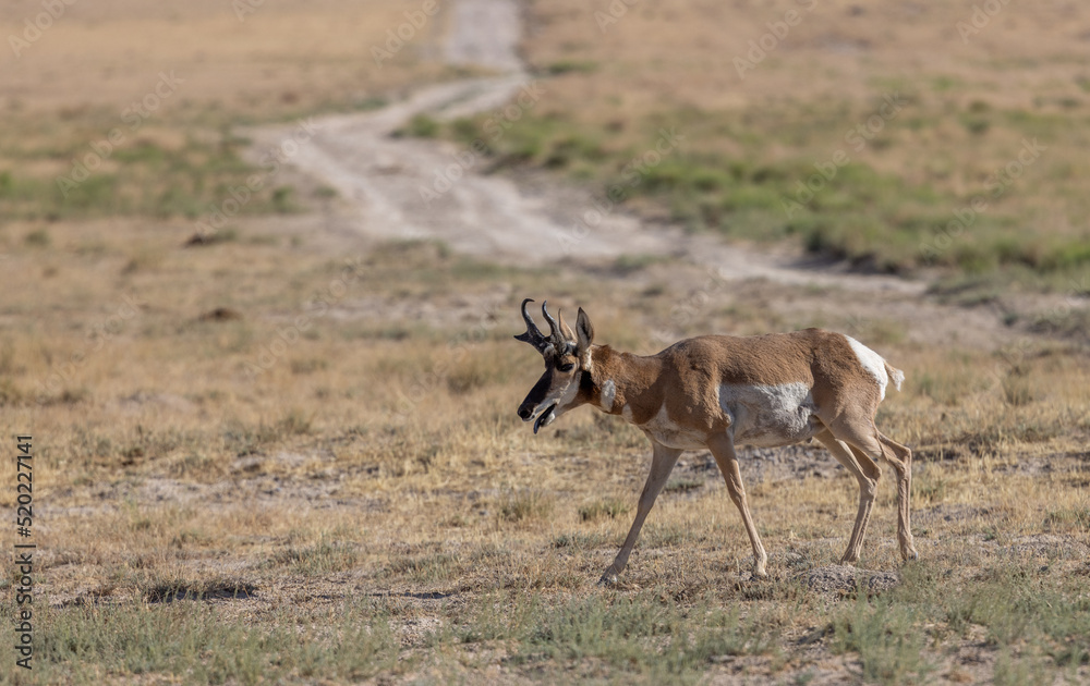 Pronghorn Antelope Buck in the Utah Desert Pronghorn Antelope Buck in the Utah Desert