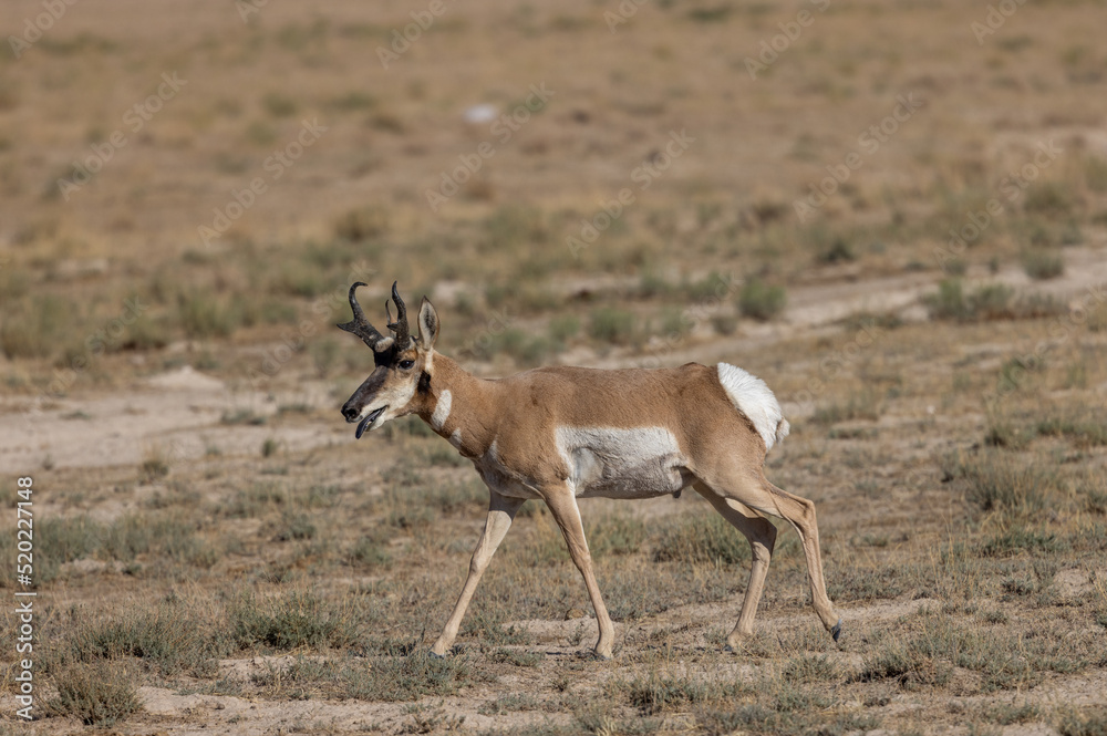 Pronghorn Antelope Buck in the Utah Desert Pronghorn Antelope Buck in the Utah Desert
