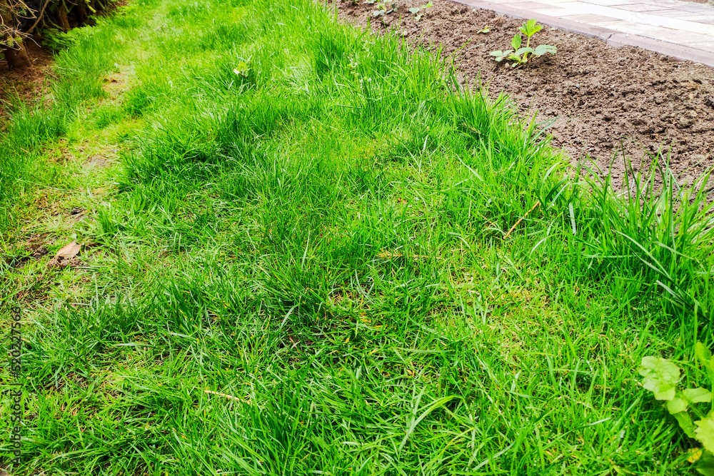 green grass in the garden background. Nature path
