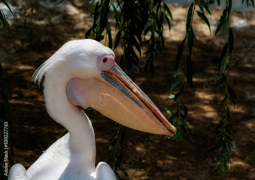 Large white pelican portrait in profile close-up
